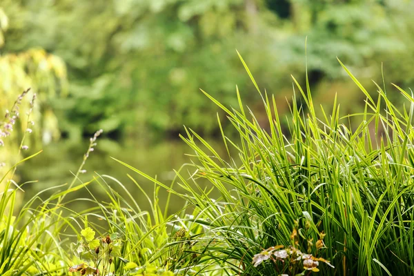 หญ้าในสวนฤดูใบไม้ผลิ — ภาพถ่ายสต็อก