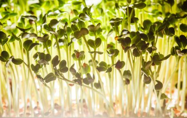 Besleyici yeşil lahanası