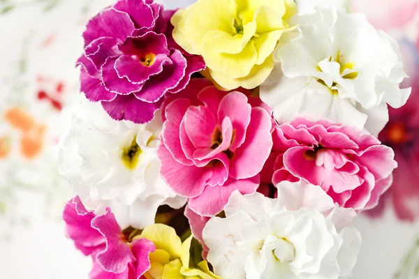 Barevné begonia květiny — Stock fotografie