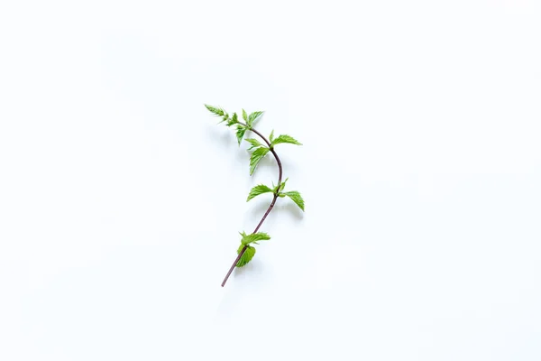 Fresh mint leaves — Stock Photo, Image