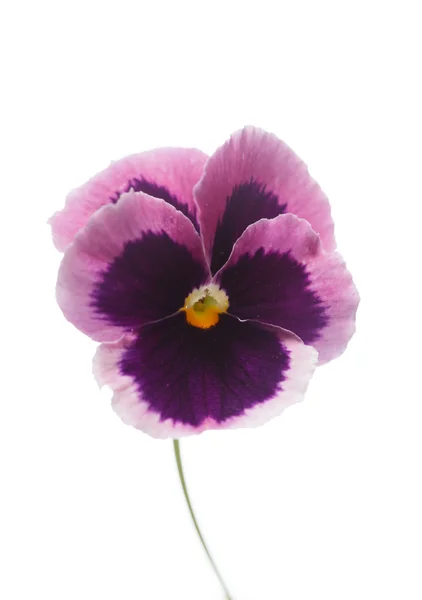 Flor de viola roxa — Fotografia de Stock