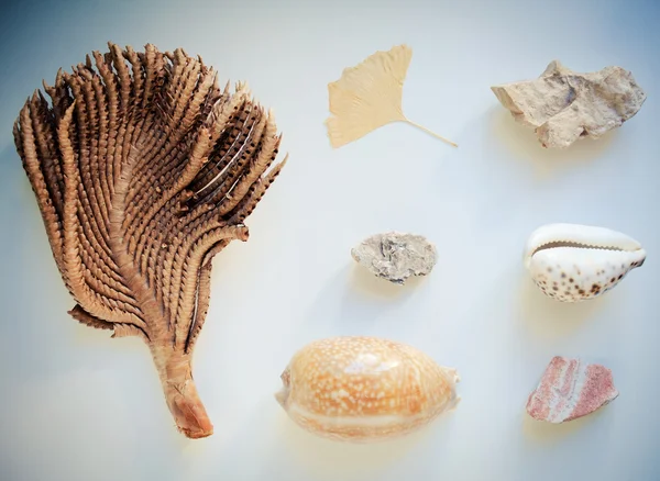 Summer collection of shells — Stock Photo, Image