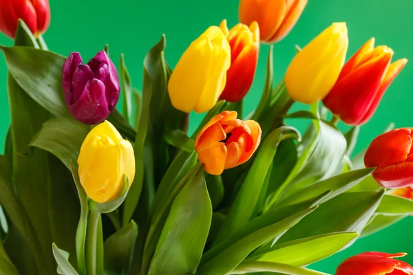 Kleurrijke tulpenbloemen — Stockfoto