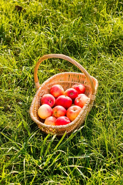 Manzanas rojas en cesta — Foto de Stock