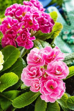 Pembe bahar çiçekleri