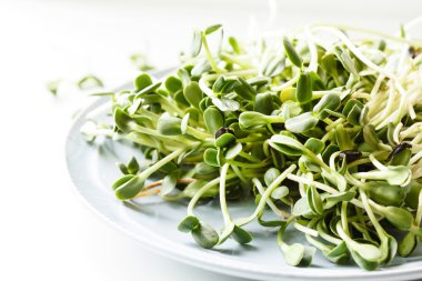 Ayçiçeği lahanası plaka üzerinde