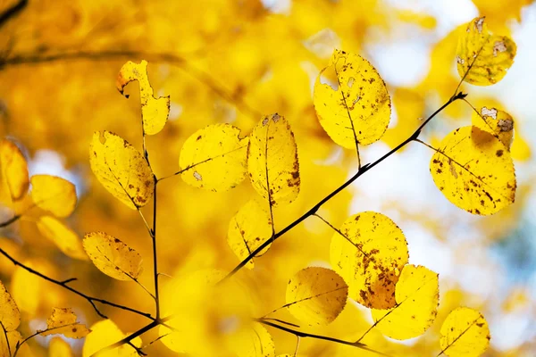 Hojas amarillas de otoño — Foto de Stock