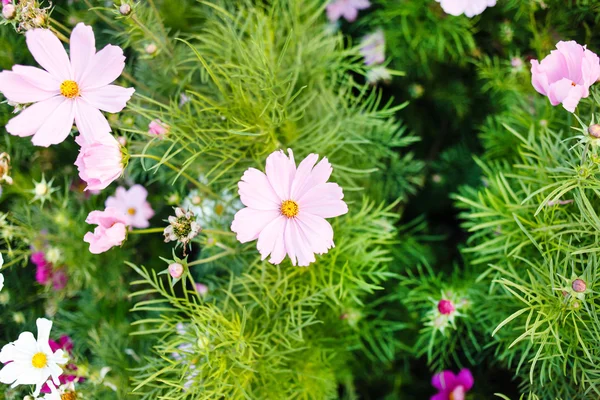 Roze zomerbloemen — Stockfoto