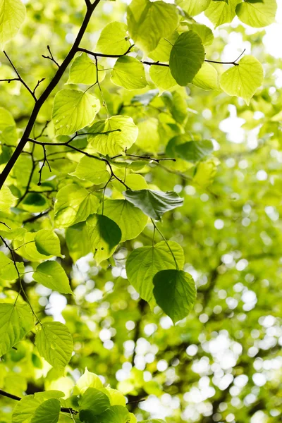 Green fresh leaves — Stock Photo, Image