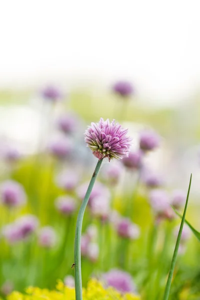 紫色鲜花盛开 — 图库照片