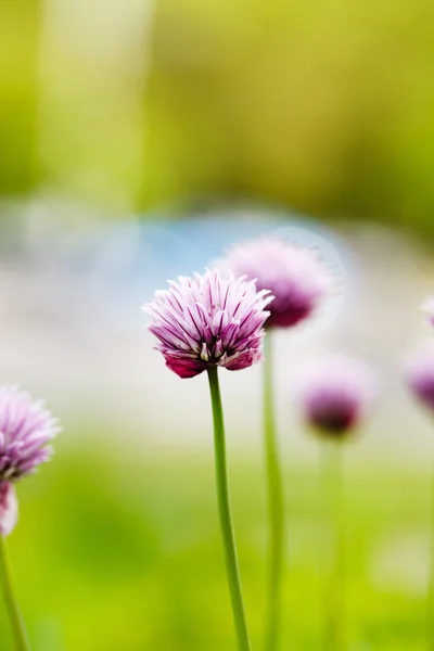 Fiori viola fioritura — Foto Stock