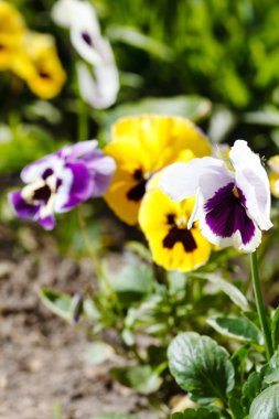 Farklı renkli Hercai Menekşe