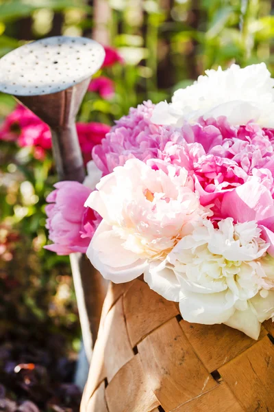 Peonie in cesto di vimini — Foto Stock