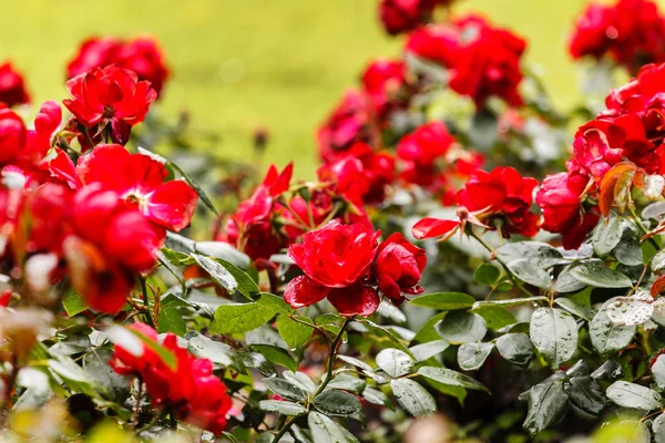 Red roses in the park — Stock Photo, Image