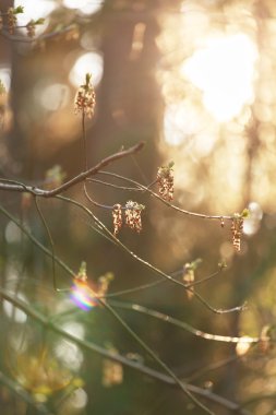 Ormanda güzel gün batımı