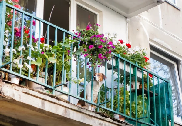 Flowers on the balcony — Stock Photo, Image