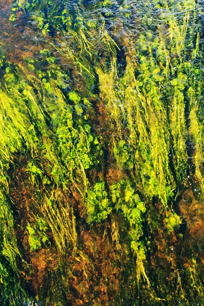 Green Algae in river — Stock Photo, Image