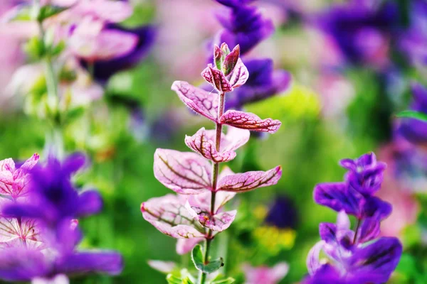 Purple spring flowers — Stock Photo, Image