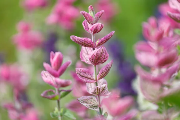 Flores de primavera roxas — Fotografia de Stock