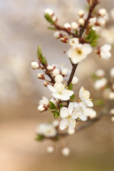 Bahar ağaçları çiçek açan — Stok fotoğraf