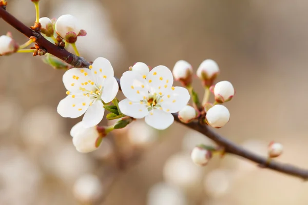 Blooming spring trees — Stock Photo, Image