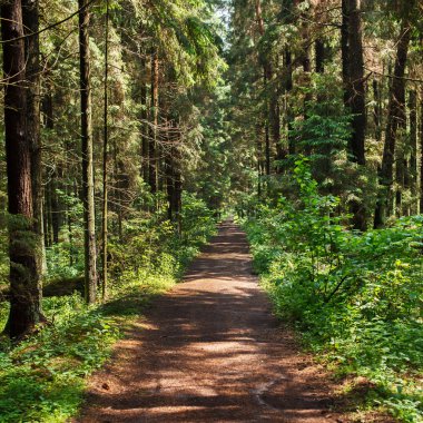 çam ağaçları orman