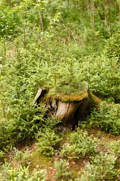 Groene bomen in bos — Stockfoto