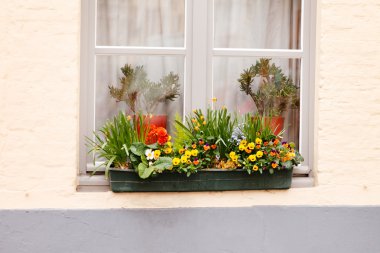 Bahar çiçekleri ile pencere