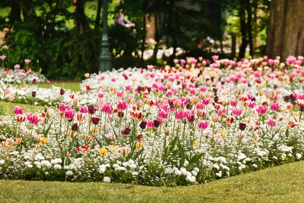 Helder bloeien tulpen — Stockfoto