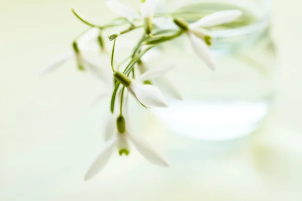 Spring snowdrop flowers — Stock Photo, Image