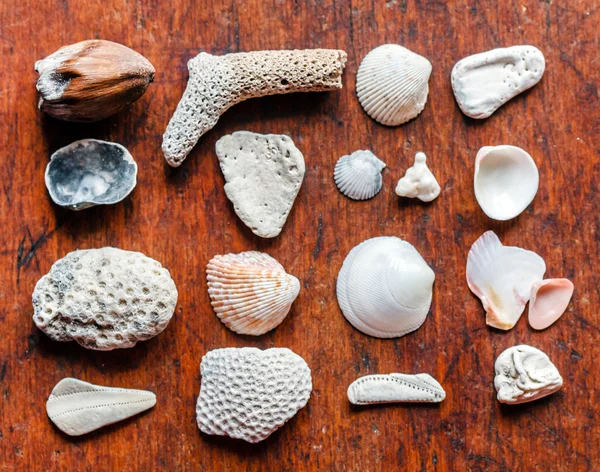 Small shells collection — Stock Photo, Image