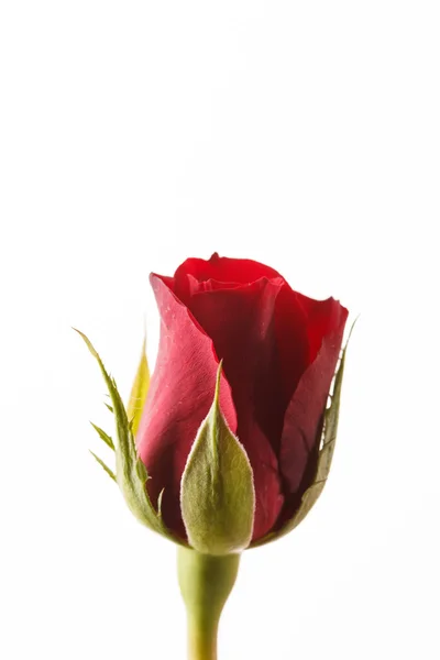 Όμορφο κόκκινο τριαντάφυλλο λουλούδι — Φωτογραφία Αρχείου
