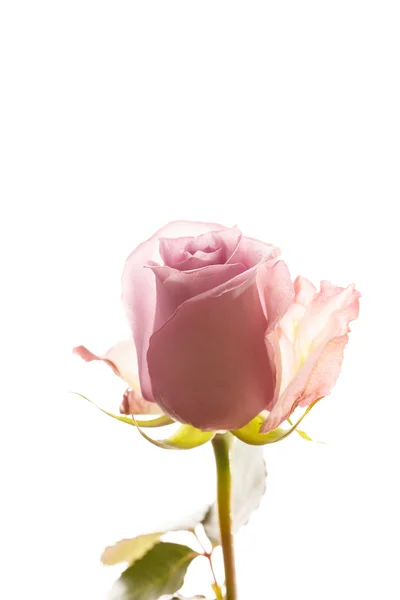 Vacker rosa ros blomma — Stockfoto