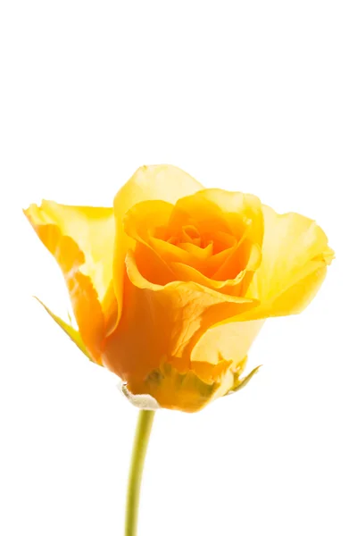 Vacker gul ros blomma — Stockfoto