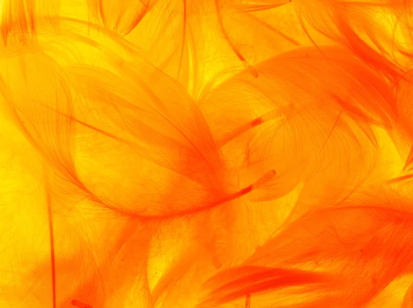 Pierze pomarańczowy tło — Zdjęcie stockowe