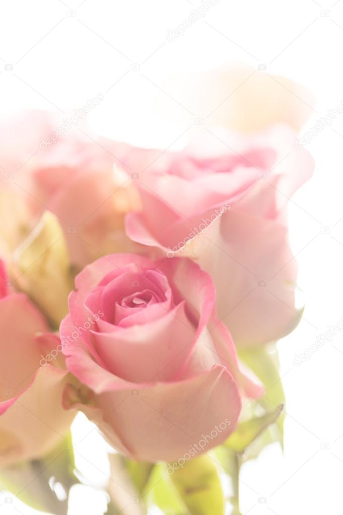 Pink tender roses