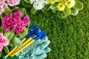 Çimenlerde bahar çiçekleri