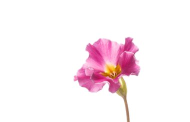 pembe bahar çiçeği