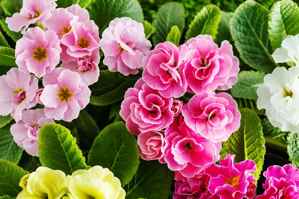 Ljusa vårblommor — Stockfoto