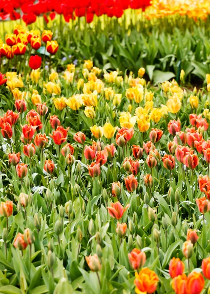 Colorful tulips in garden — Stock Photo, Image