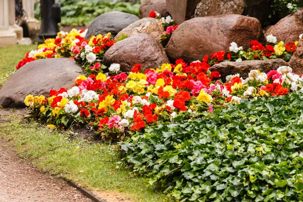 Flores Begonia coloridas — Fotografia de Stock