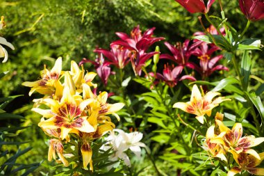 Bahçedeki zambak çiçekleri