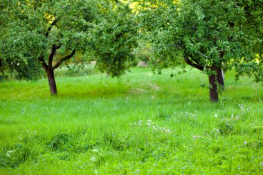 Yeşil çimenli bahçe