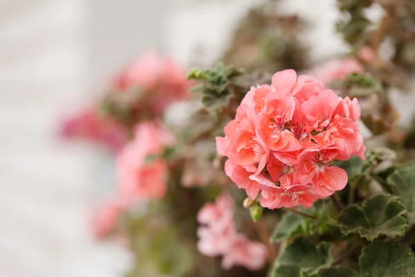 Pink geranium flower — Stock Photo, Image