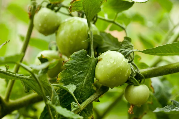 Gröna tomater på grenen — Stockfoto