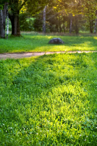 Jardín con hierba verde —  Fotos de Stock