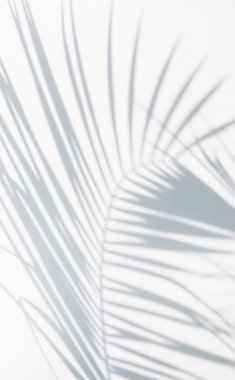 Gölge hurma yaprakları