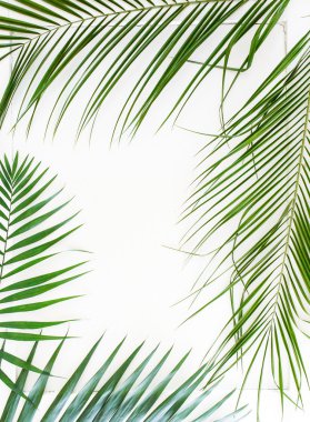 Areca palmiye yaprakları çerçeve