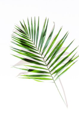 Areca palm leaves clipart