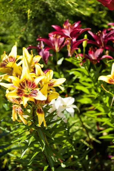 庭のユリの花 — ストック写真